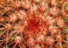Mammillaria petterssonii (2).jpg